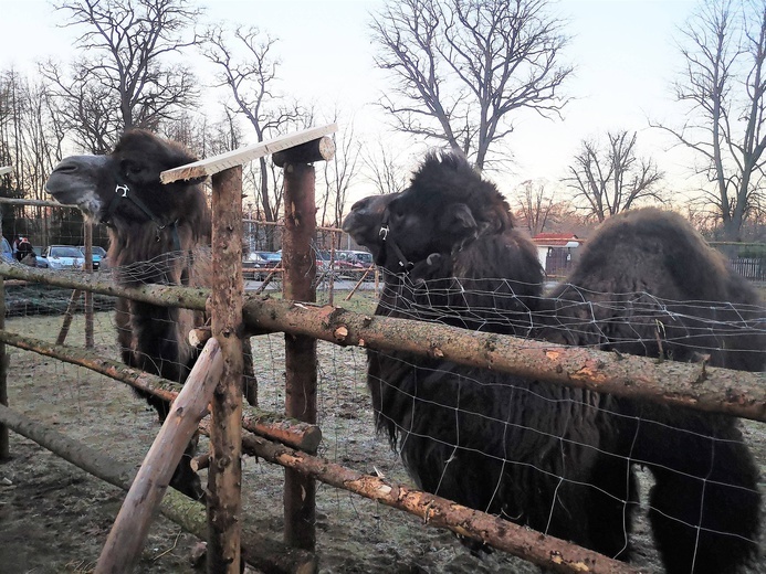 Żywa szopka w Błoniu