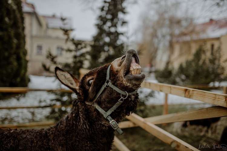 Trzej Królowie 2021 w Środzie Śląskiej