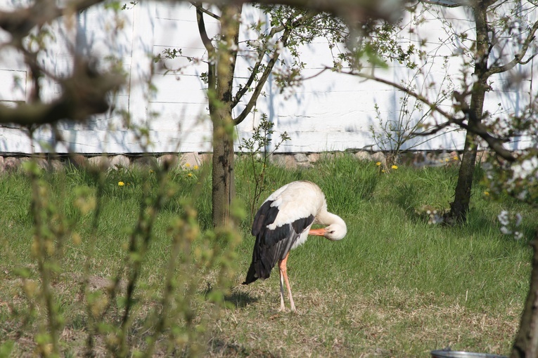 Sierpc. Skansen wiosną