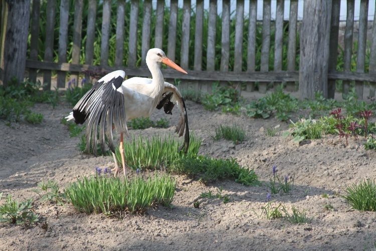 Sierpc. Skansen wiosną