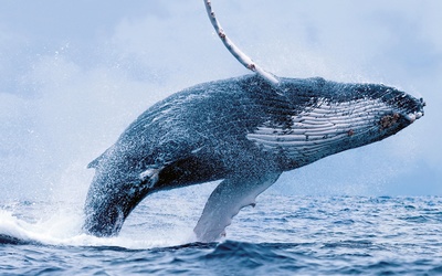 Wieloryby wracają