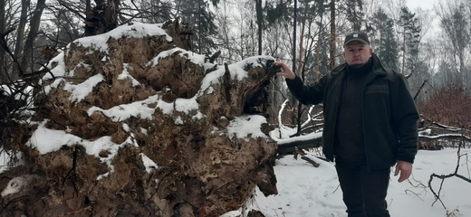 Nadleśnictwo Katowice planuje wycinkę drzew w Lasach Murckowskich