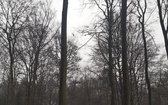 Nadleśnictwo Katowice planuje wycinkę drzew w Lasach Murckowskich