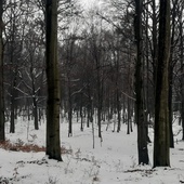 Nadleśnictwo Katowice planuje wycinkę drzew w Lasach Murckowskich