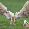 W tureckim dystrykcie Karacabey w ciągu 4 dni urodziło się niemal 2000 owiec. W niedługim czasie na świat przyjdzie kolejne 4000.
12.02.2021  Bursa, Turcja