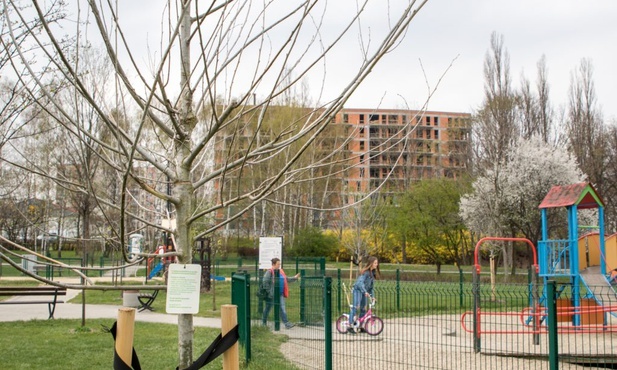 Katowice. Zdecyduj o miejscach nasadzeń. Znów działa aplikacja wCOP drzewo