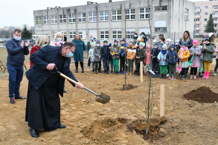 Trzy dęby przy gorzowskim Katoliku