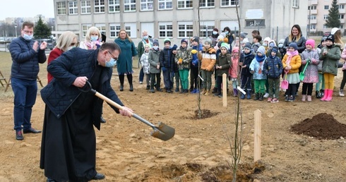 Trzy dęby przy gorzowskim Katoliku