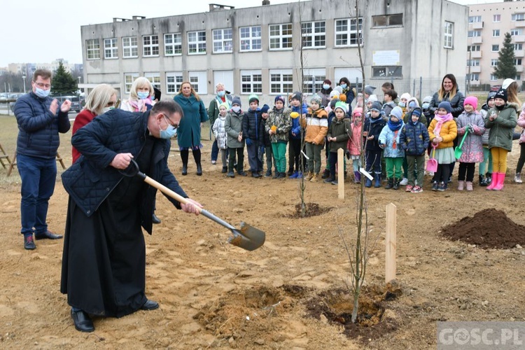 Trzy dęby przy gorzowskim Katoliku