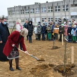 Trzy dęby przy gorzowskim Katoliku