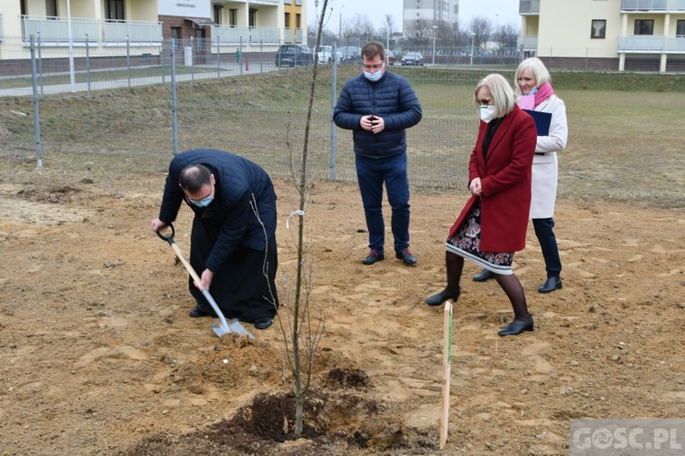 Trzy dęby przy gorzowskim Katoliku