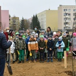 Trzy dęby przy gorzowskim Katoliku