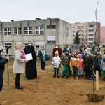 Trzy dęby przy gorzowskim Katoliku