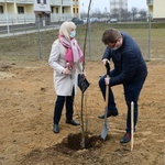 Trzy dęby przy gorzowskim Katoliku