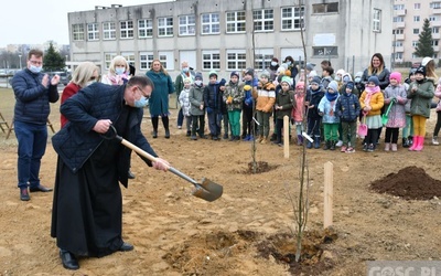 Trzy dęby przy gorzowskim Katoliku