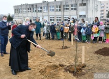 Trzy dęby przy gorzowskim Katoliku