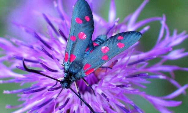 Alfabet religii: Motyl