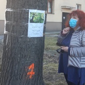 Katowice. Ponad 70 drzew może pójść pod topór w południowej części śródmieścia. Stowarzyszenie Mieszkańcy dla Katowic chce je obronić