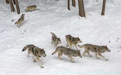 Śląskie. Wilki coraz bliżej ludzi. Jak zachować się przy spotkaniu wilka? 