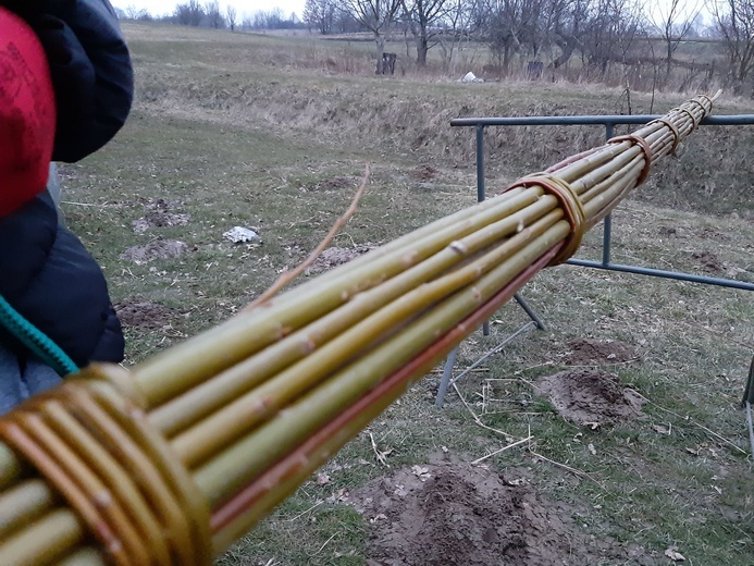 Rodzina Leszczyńskich z Lipnicy Dolnej szykuje palmę