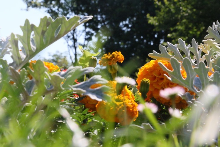 Barwy ogrodu botanicznego