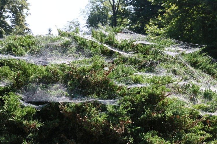 Barwy ogrodu botanicznego