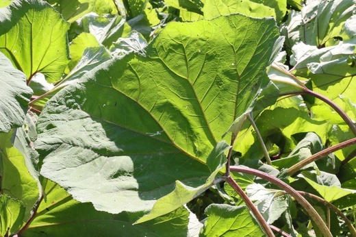 Barwy ogrodu botanicznego