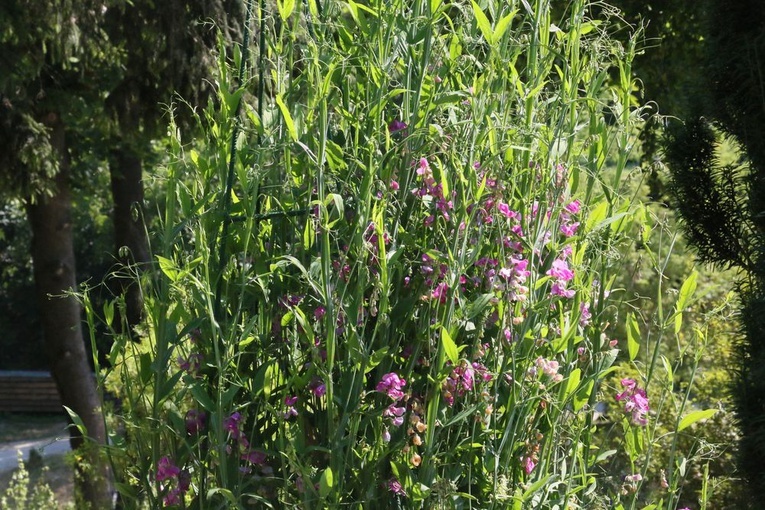 Barwy ogrodu botanicznego