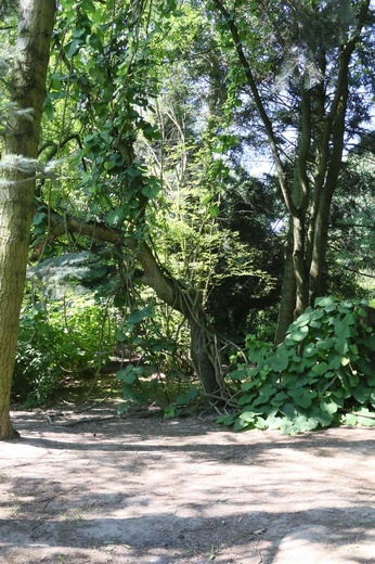 Barwy ogrodu botanicznego