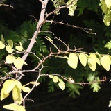 Barwy ogrodu botanicznego