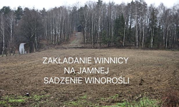 Na Jamnej powstaje winnica św. Jacka