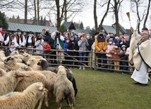 Owce poświęcone, czas na wypas