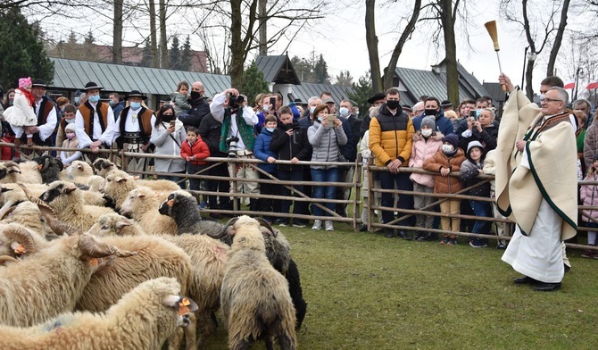 Owce poświęcone, czas na wypas