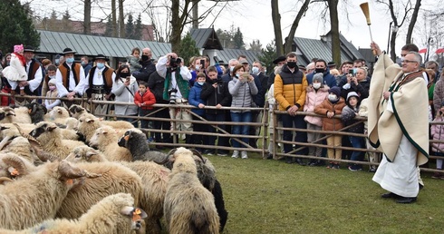 Owce poświęcone, czas na wypas