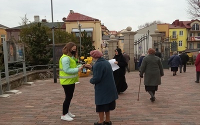 Ostrowiec Świętokrzyski. Żonkile nadziei