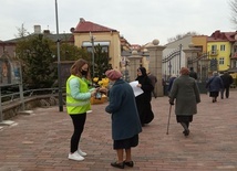 Ostrowiec Świętokrzyski. Żonkile nadziei