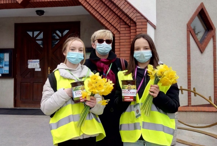 Żonkile nadziei w Ostrowcu Świętokrzyskim