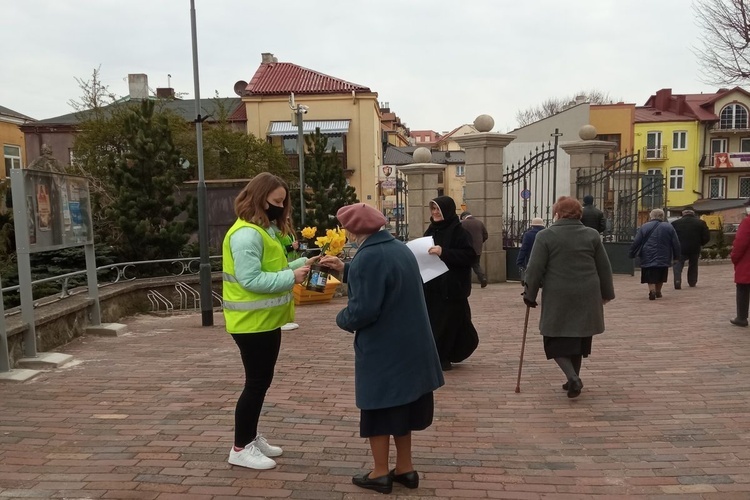 Żonkile nadziei w Ostrowcu Świętokrzyskim