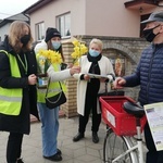 Żonkile nadziei w Ostrowcu Świętokrzyskim