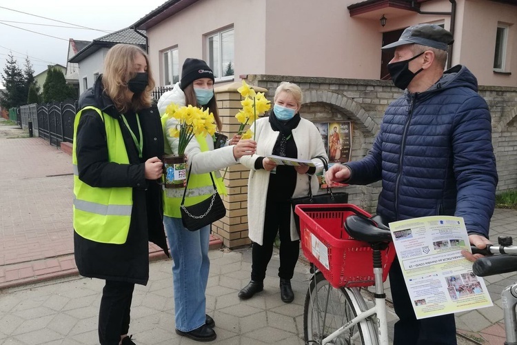 Żonkile nadziei w Ostrowcu Świętokrzyskim