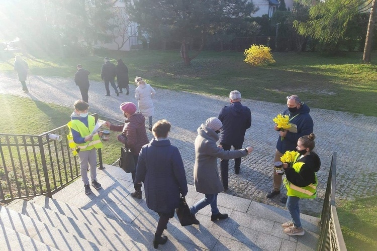 Żonkile nadziei w Ostrowcu Świętokrzyskim