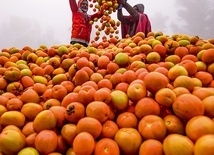 W czasie pomidorowych żniw hodowcy codziennie sortują i pakują do skrzynek nawet 100 ton tych owoców.
2.04.2021 Dhunat Upazila, Bangladesz