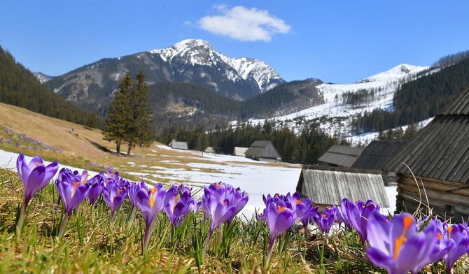 Hokus krokus