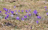 Krokusy w Dolinie Chochołowskiej