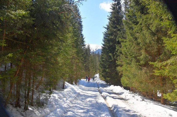 Krokusy w Dolinie Chochołowskiej