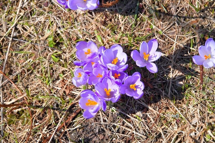 Krokusy w Dolinie Chochołowskiej