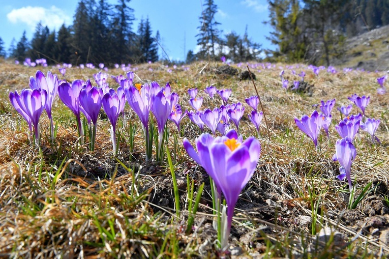 Krokusy w Dolinie Chochołowskiej