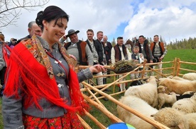 Tarasówka. Owce na halach i majowy śnieg 