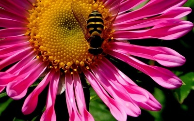 Naukowcy: Osy są tak samo wartościowe dla środowiska jak pszczoły