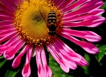 Naukowcy: Osy są tak samo wartościowe dla środowiska jak pszczoły